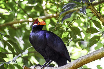 White-Crested Turaco - бесплатный image #391587